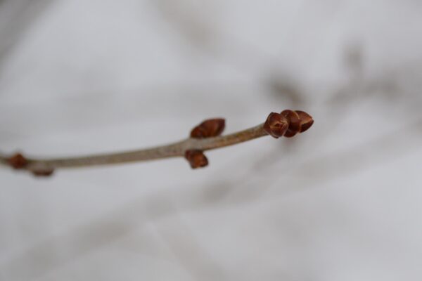 Syringa vulgaris ′Congo′ - Buds