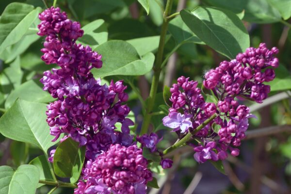 Syringa vulgaris ′Congo′ - Expanding Flowers