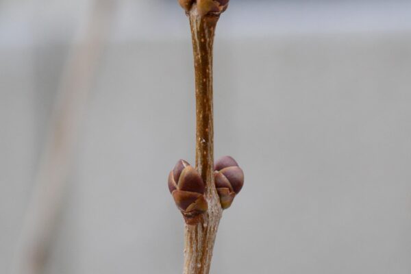 Syringa vulgaris ′Congo′ - Buds