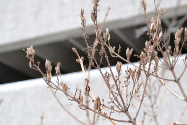 Syringa vulgaris ′Congo′ - Remnant Fruit