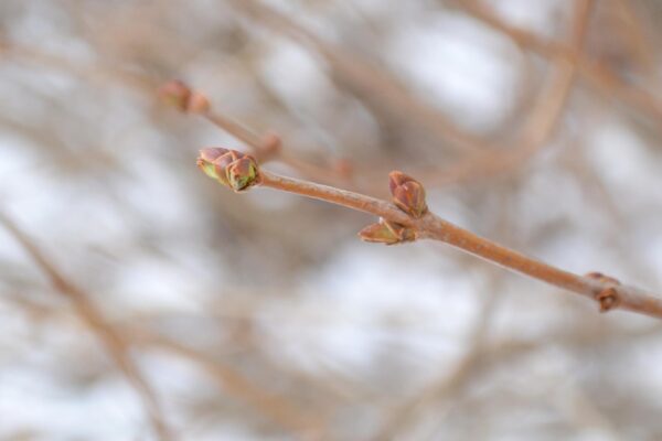Syringa vulgaris ′Marie Legraye′ - Buds
