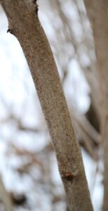 Syringa vulgaris ′Marie Legraye′ - Bark