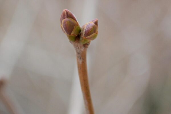Syringa vulgaris ′Marie Legraye′ - Buds