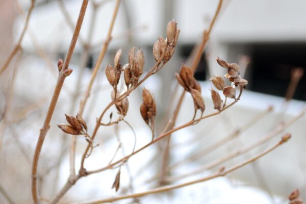 Syringa vulgaris ′Marie Legraye′ - Remnant Fruit