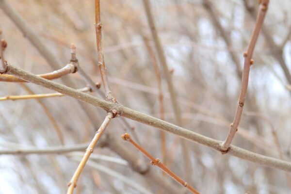 Syringa vulgaris ′Marie Legraye′ - Stem