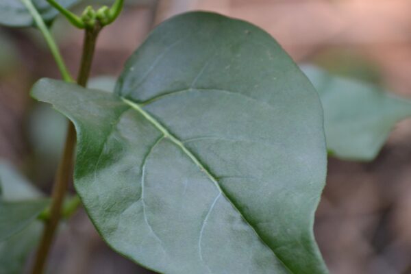 Syringa vulgaris ′Marie Legraye′ - Leaf