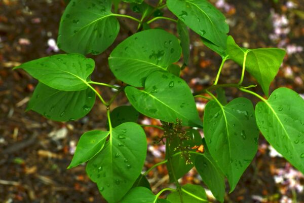Syringa vulgaris ′Sensation′ - Foliage