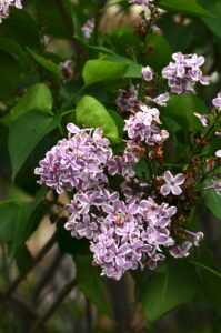 Syringa vulgaris ′Sensation′ - Flowers