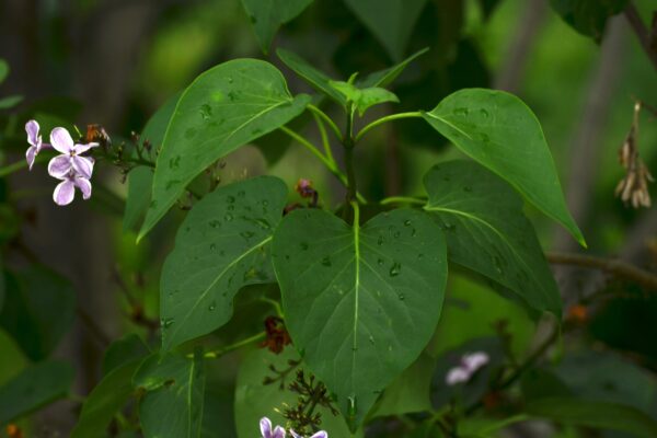 Syringa vulgaris ′Sensation′ - Leaves