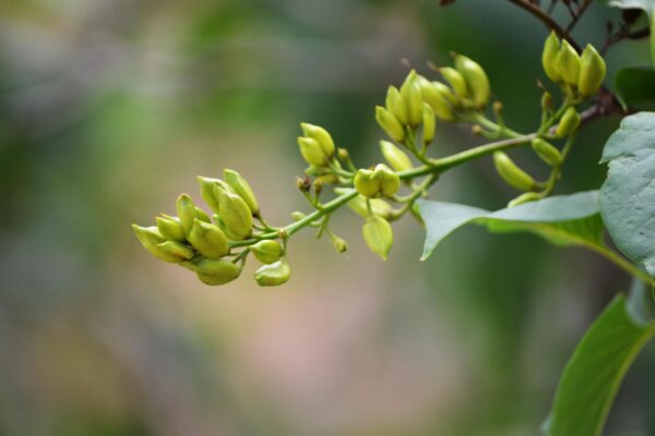 Syringa vulgaris ′Sensation′ - Fruit