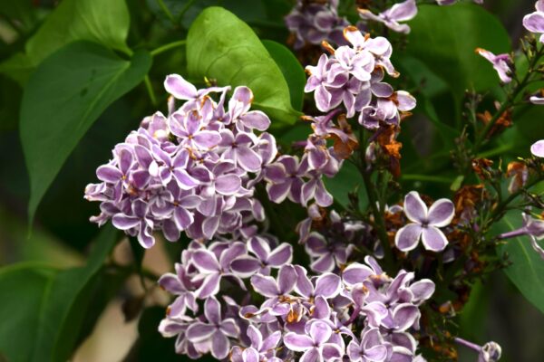 Syringa vulgaris ′Sensation′ - Flowers
