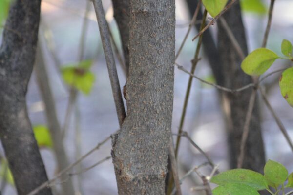 Syringa × chinensis - Bark