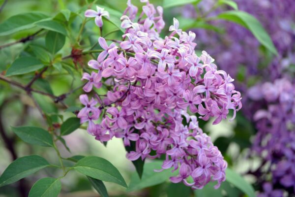 Syringa × chinensis - Flower