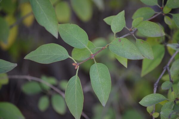 Syringa × chinensis - Foliage