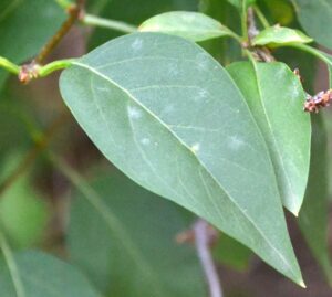 Syringa × chinensis - Leaf