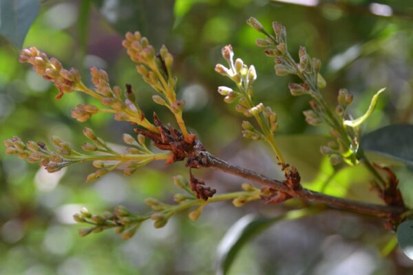 Syringa × chinensis - Flower Buds