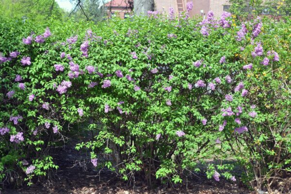 Syringa × chinensis - Flowering Shrub Habit