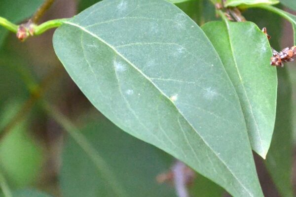 Syringa × chinensis - Leaf