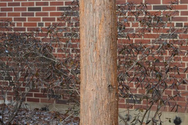 Taxodium distichum var. imbricarium - Bark