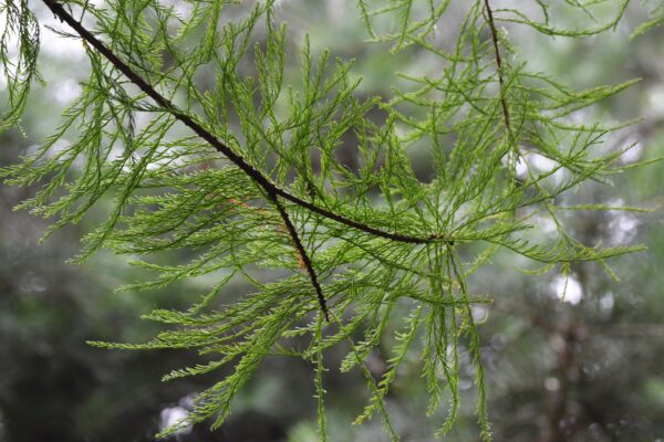 Taxodium distichum var. imbricarium - Needles