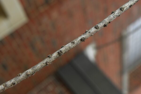 Taxodium distichum var. imbricarium - Buds