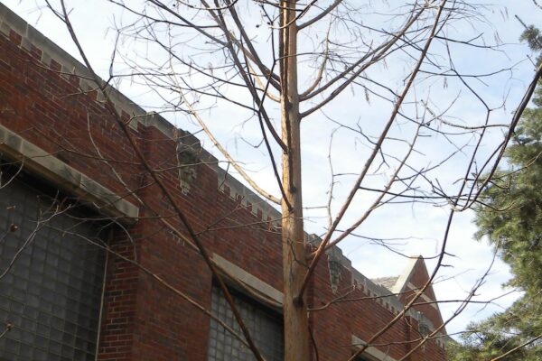 Taxodium distichum var. imbricarium - Winter Habit