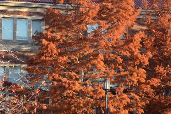 Taxodium distichum - Fall Color