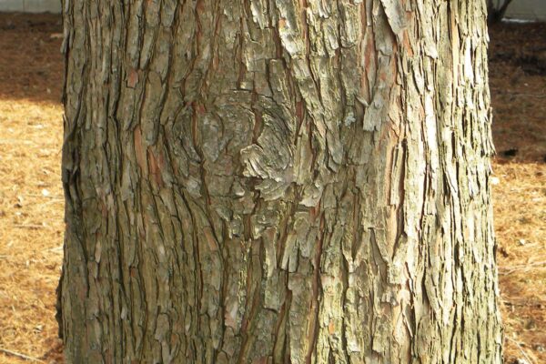 Taxodium distichum - Bark