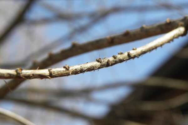 Taxodium distichum - Buds