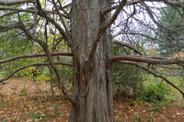 Taxodium distichum - Bark