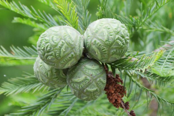 Taxodium distichum - Immature Fruit