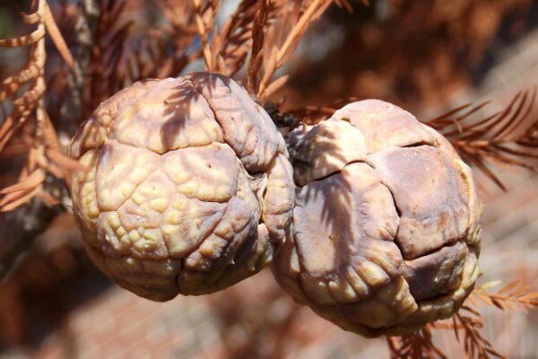 Taxodium distichum - Mature Fruit