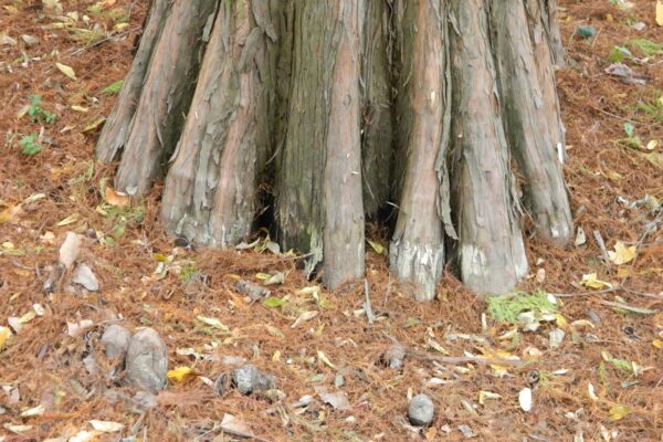 Taxodium distichum - Cypress 'Knees' (the knobby structures emerging from the ground along the bottom of the photo)