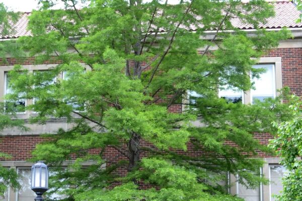Taxodium distichum - Habit