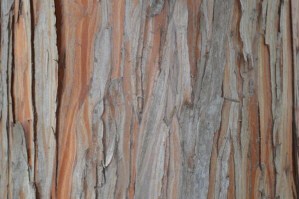 Taxodium distichum - Bark Detail