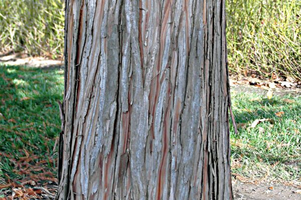 Taxodium distichum - Bark