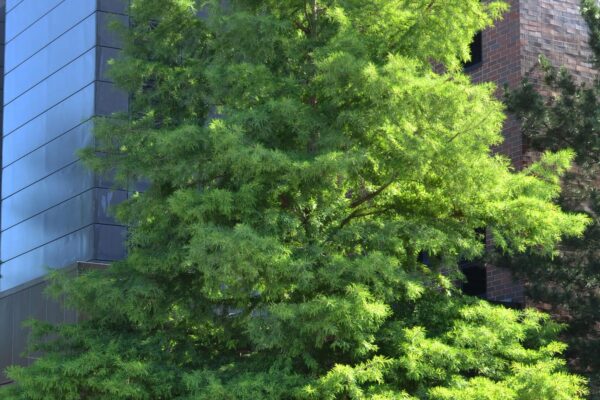 Taxodium distichum - Summer Habit