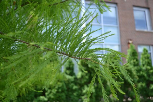 Taxodium distichum ′Michelson′ [sold as Shawnee Brave®] - Needles