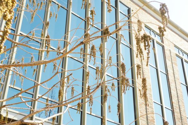 Taxodium distichum ′Michelson′ [sold as Shawnee Brave®] - Winter Interest