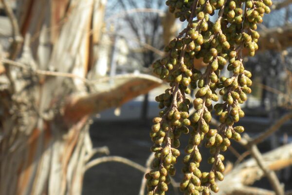 Taxodium distichum ′Michelson′ [sold as Shawnee Brave®] - Flower