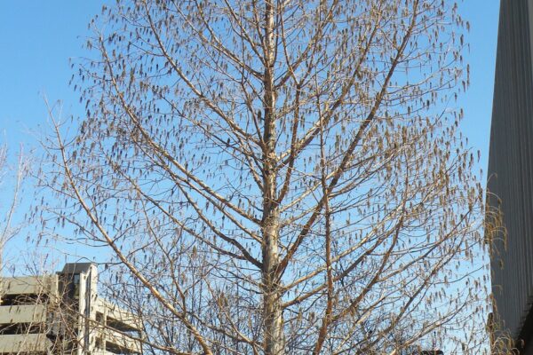 Taxodium distichum ′Michelson′ [sold as Shawnee Brave®] - Winter Habit