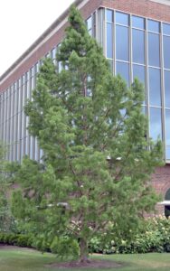 Taxodium distichum ′Michelson′ [sold as Shawnee Brave®] - Overall Habit