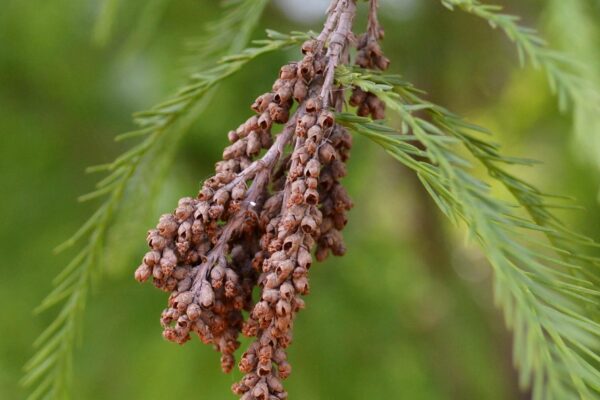 Taxodium distichum ′Michelson′ [sold as Shawnee Brave®] - Mature Flower