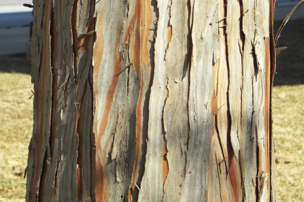 Taxodium distichum ′Michelson′ [sold as Shawnee Brave®] - Bark