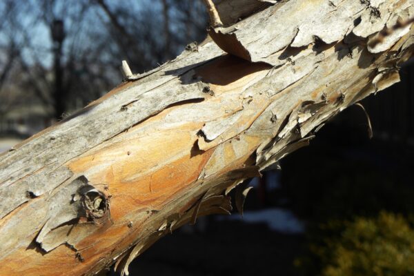 Taxodium distichum ′Michelson′ [sold as Shawnee Brave®] - Branch Bark
