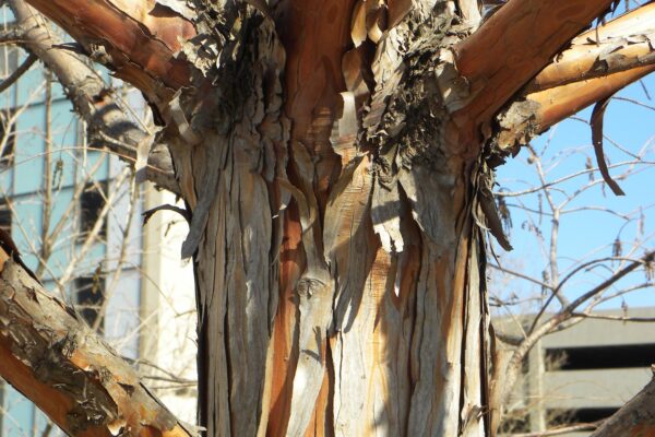 Taxodium distichum ′Michelson′ [sold as Shawnee Brave®] - Trunk