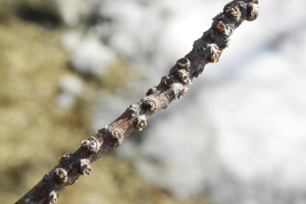 Taxodium distichum ′Michelson′ [sold as Shawnee Brave®] - Buds