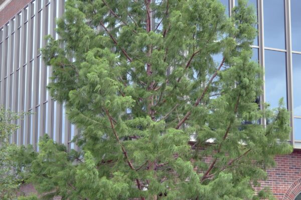 Taxodium distichum ′Michelson′ [sold as Shawnee Brave®] - Overall Habit