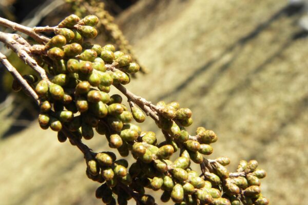 Taxodium distichum ′Michelson′ [sold as Shawnee Brave®] - Flower