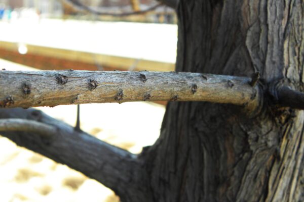 Metasequoia glyptostroboides ′Sheridan Spire′ - Buds